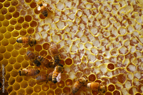 Honey Bees in their Hive