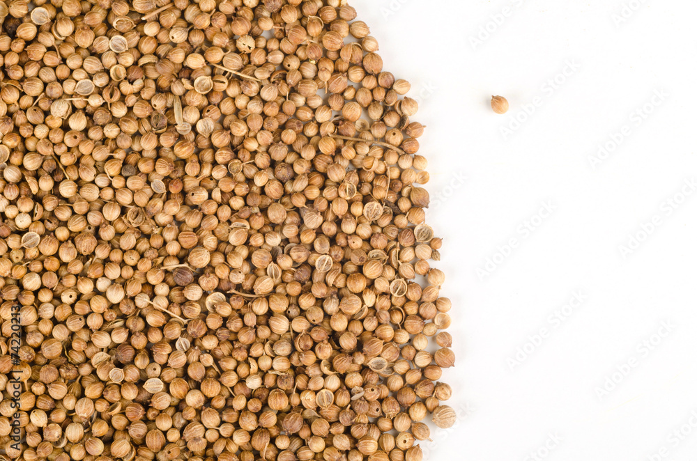 Coriander Coriander