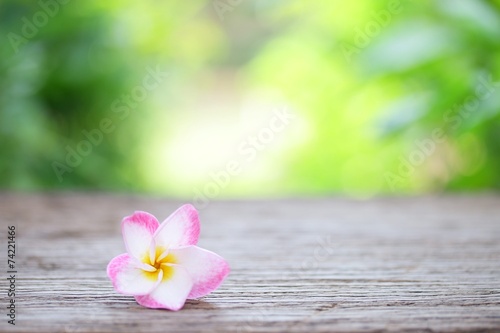 Frangipani flower on wooden table