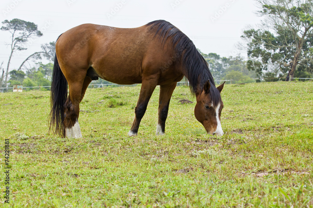 Brown horse with white markings Brown horse with white markings