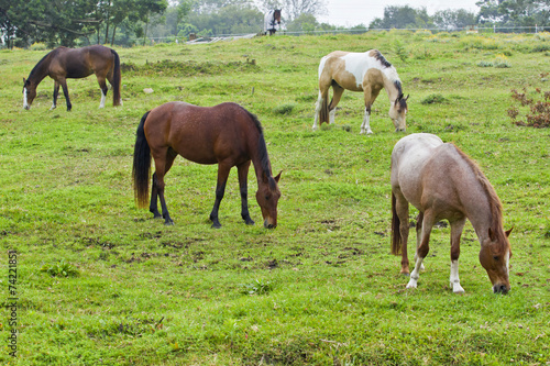 Beautiful brown horses grazing © bondsza