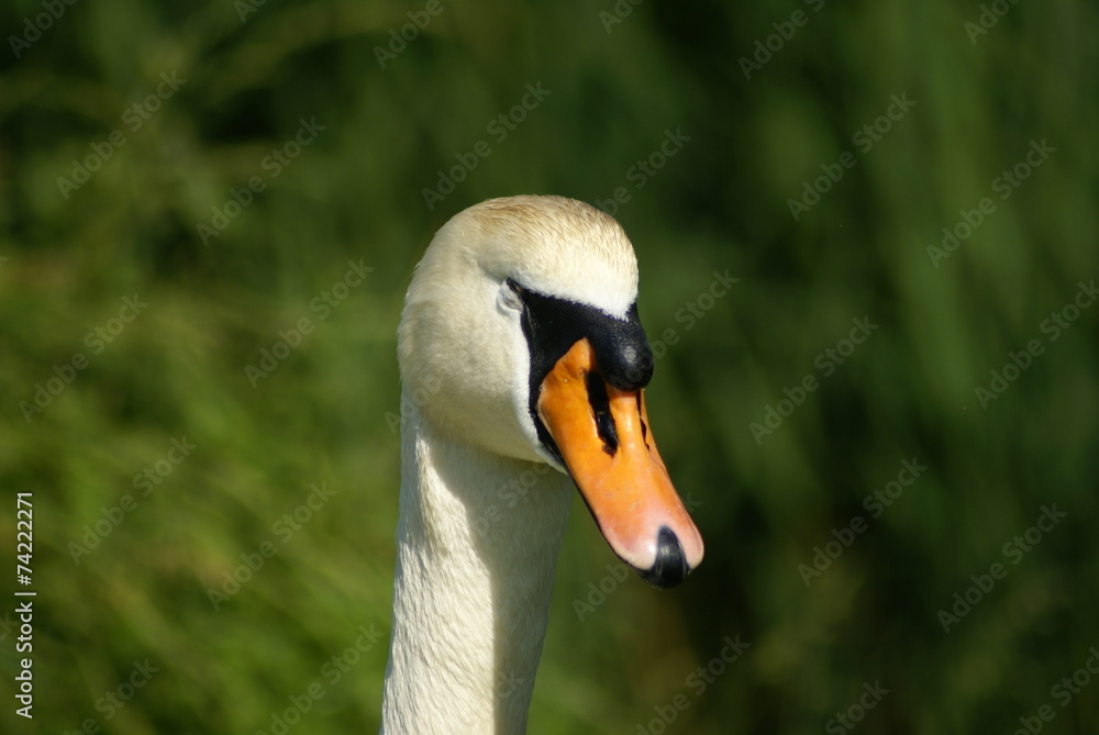 Schwan Schwan