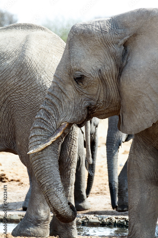 Fototapeta premium A herd of African elephants drinking at a muddy waterhole