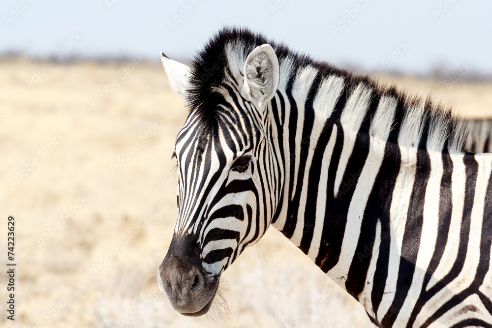 Fototapeta premium Zebra portrait. Burchell's zebra, Equus quagga burchellii.