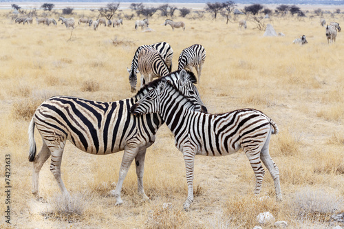 Zebra foal with mother in african bush