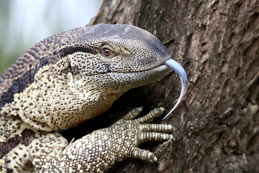 Obraz premium Leguaan or Water Monitor Reptile