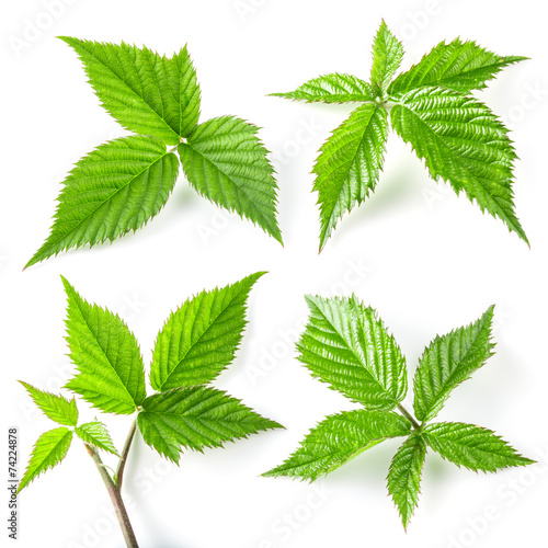 Blackberry leaves isolated on white background