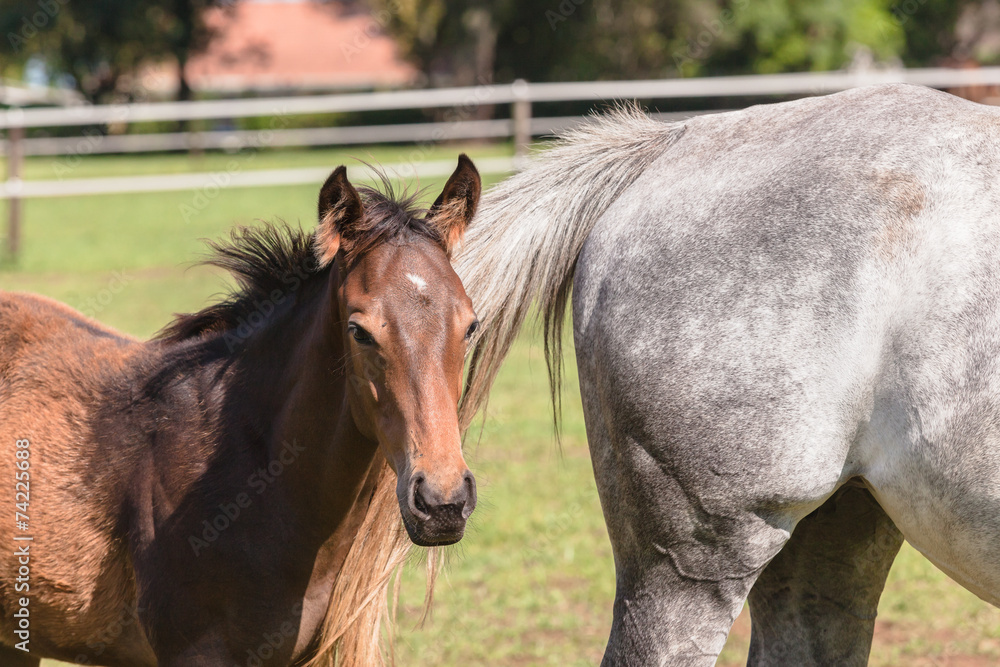 Obraz premium Horse Foal Colt Stud Farm