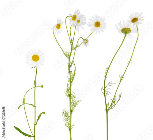 three fine chamomile flowers on white