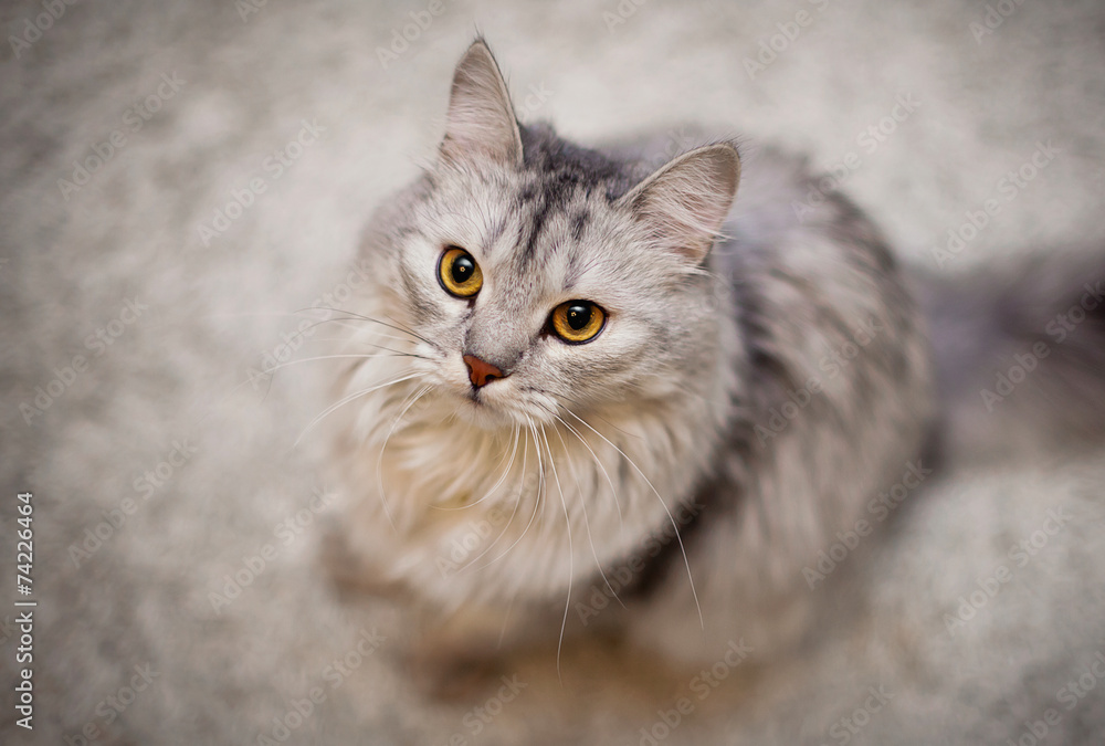 Naklejka premium Cat