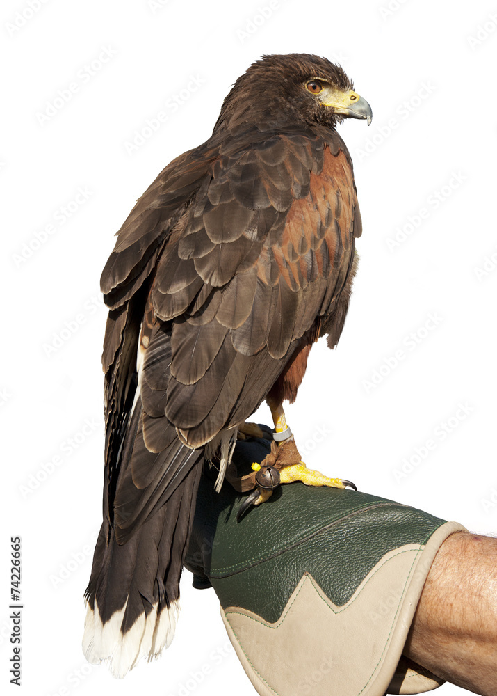 Fototapeta premium Adler auf Handschuh freigestellt