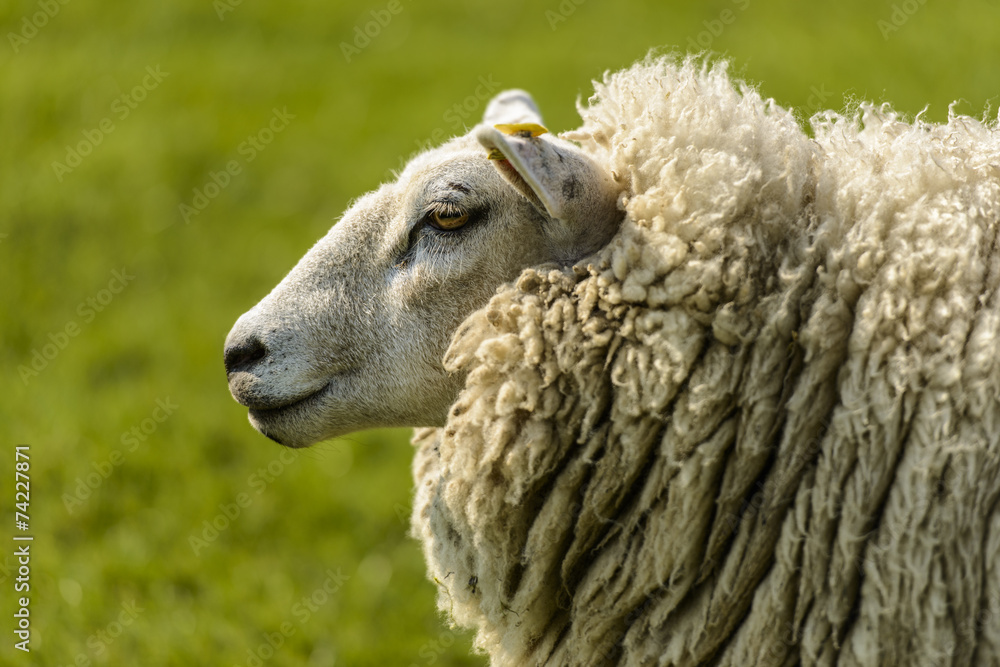 Obraz premium Schafportrait