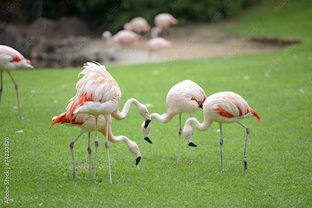 Flock of flamingo birds is grazing on the grass. Flock of flamingo birds is grazing on the grass.