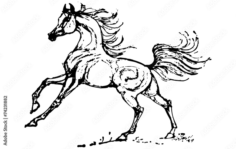Stallion Stallion