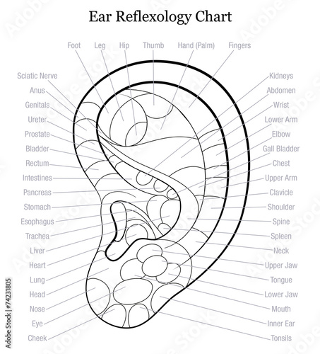Ear Reflexology Chart Outline
