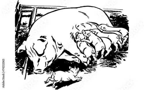 Sow With Piglets