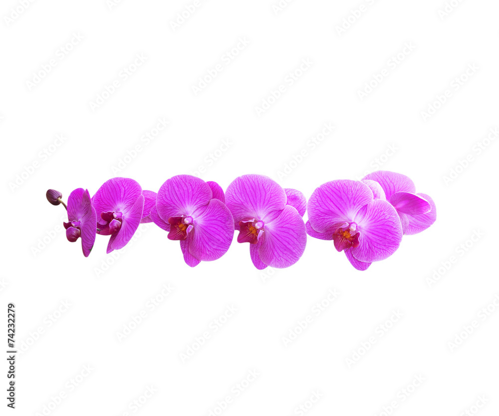 orchid flower orchid flower