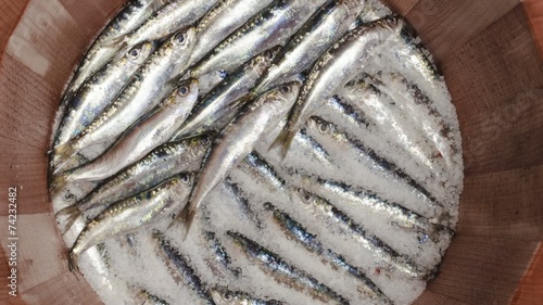 Salting sardines in wooden barrel