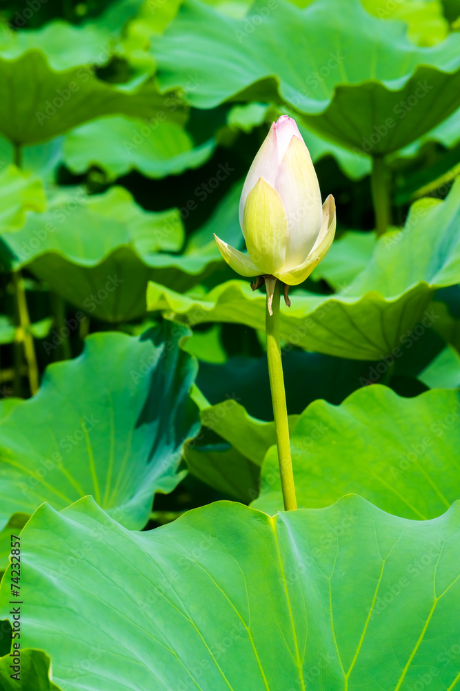 Obraz premium Lotus pond