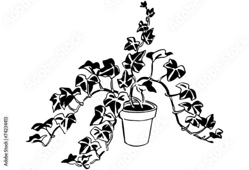 Plant 11