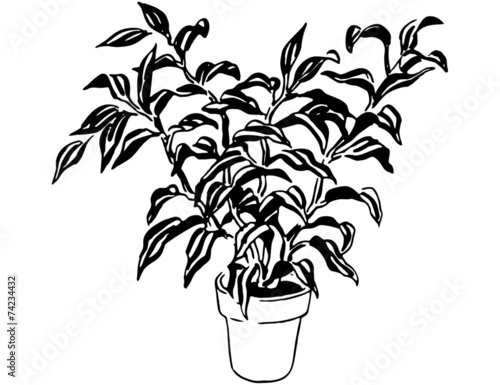 Plant 8