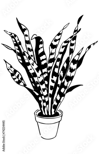 Plant 6