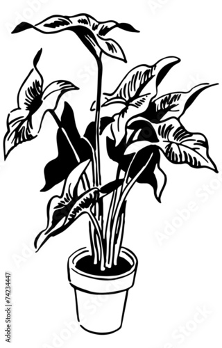 Plant 5