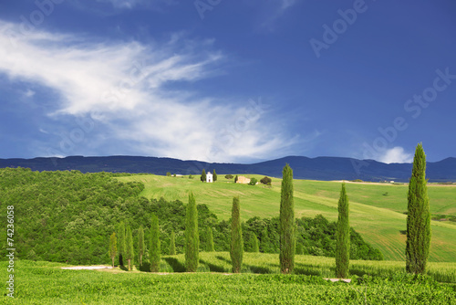 Tuscany  green landscape with hills and cypress trees  italy