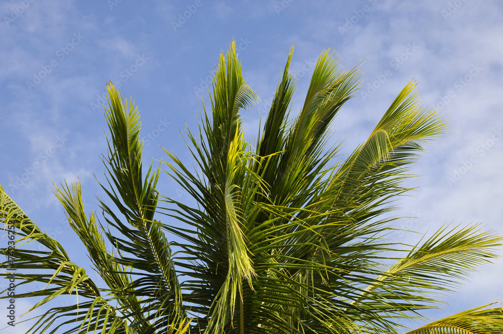 Palmenwedel Palmenwedel
