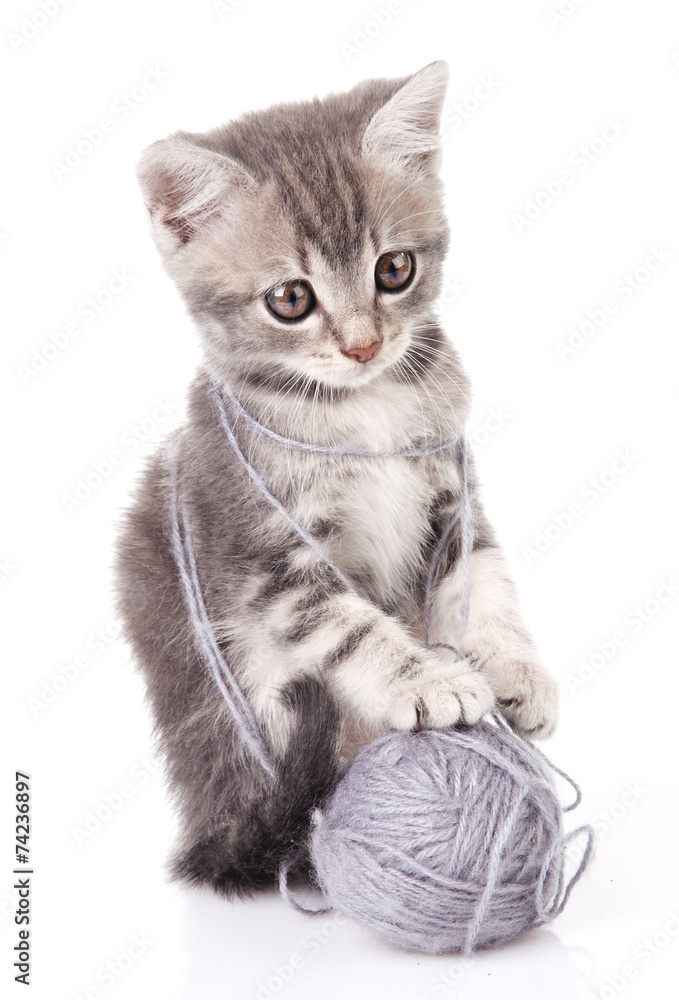Fototapeta premium beautiful kitten with gray ball