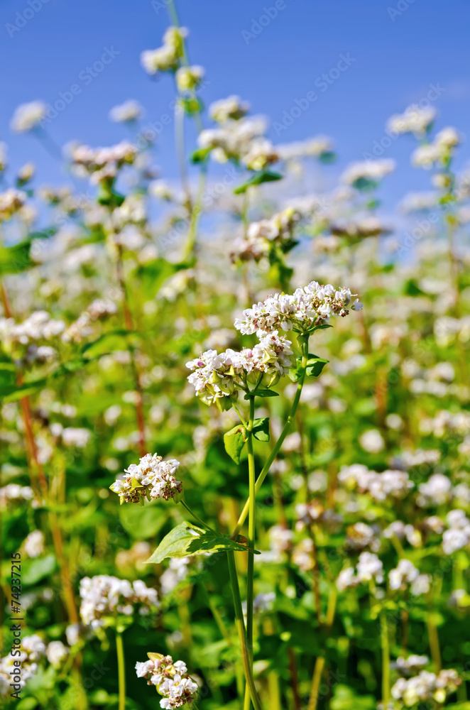 Buckwheat blossoms with blue sky