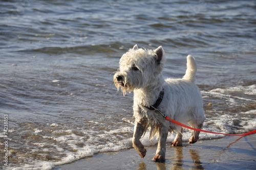Weißer Hund am Strand
