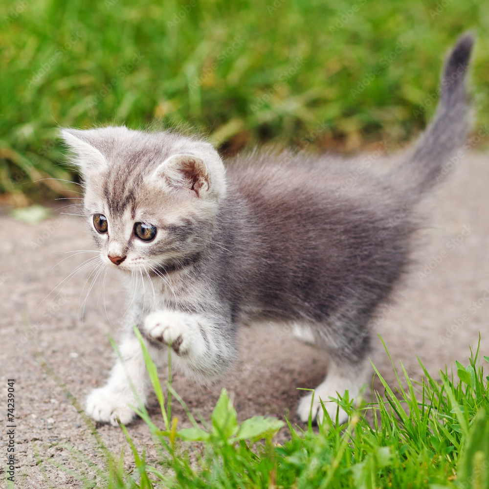 Obraz premium playful gray kitten