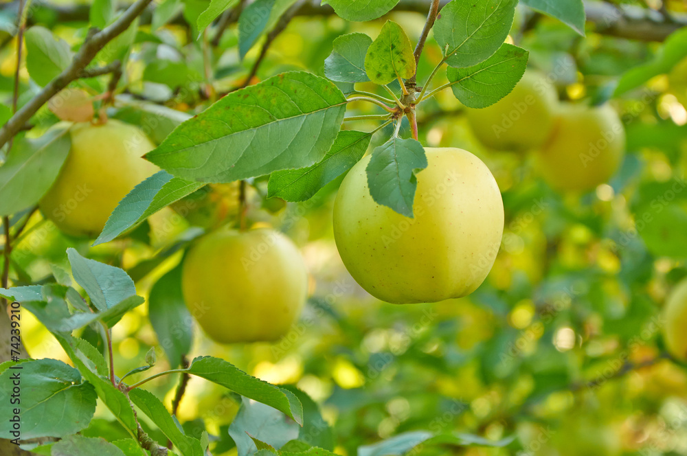 Autumn apple garden Autumn apple garden