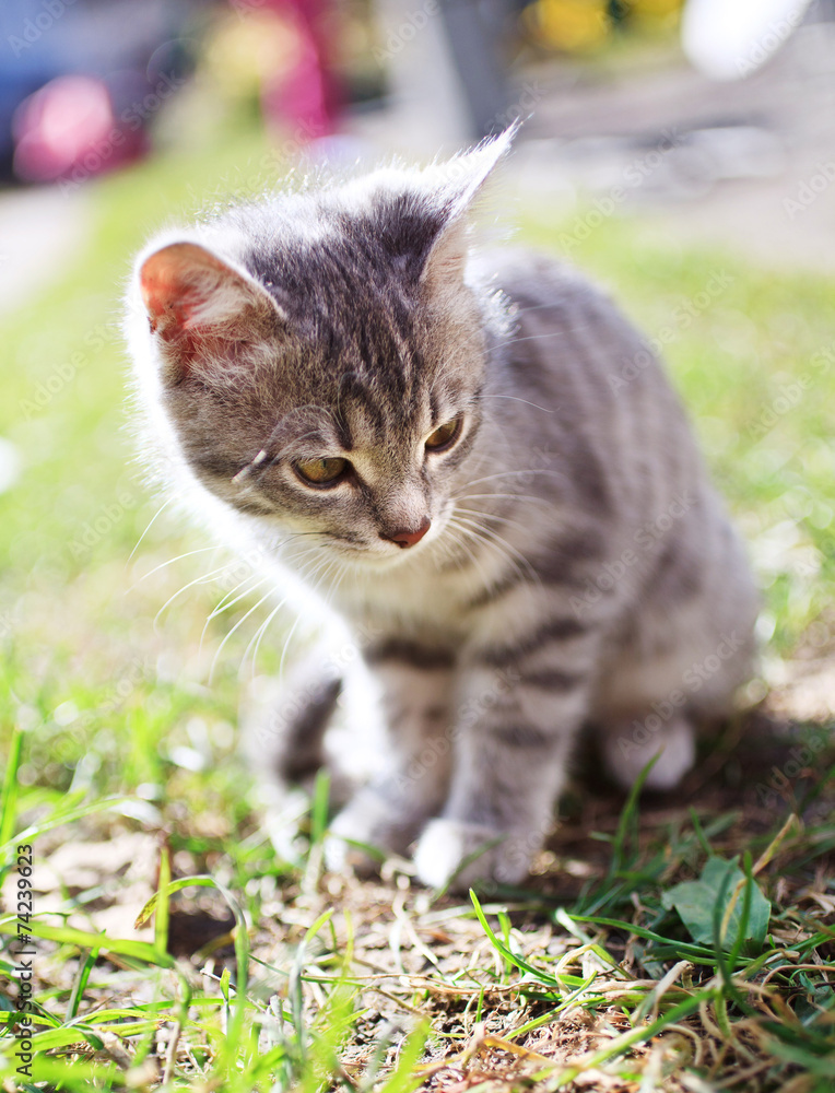 Obraz premium Kitten