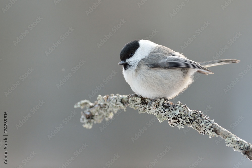 Fototapeta premium Willow tit