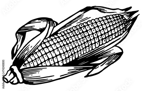 Ear Of Corn
