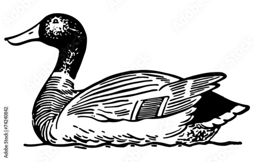 Duck