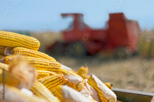 Corn maize cobs and combine harvester
