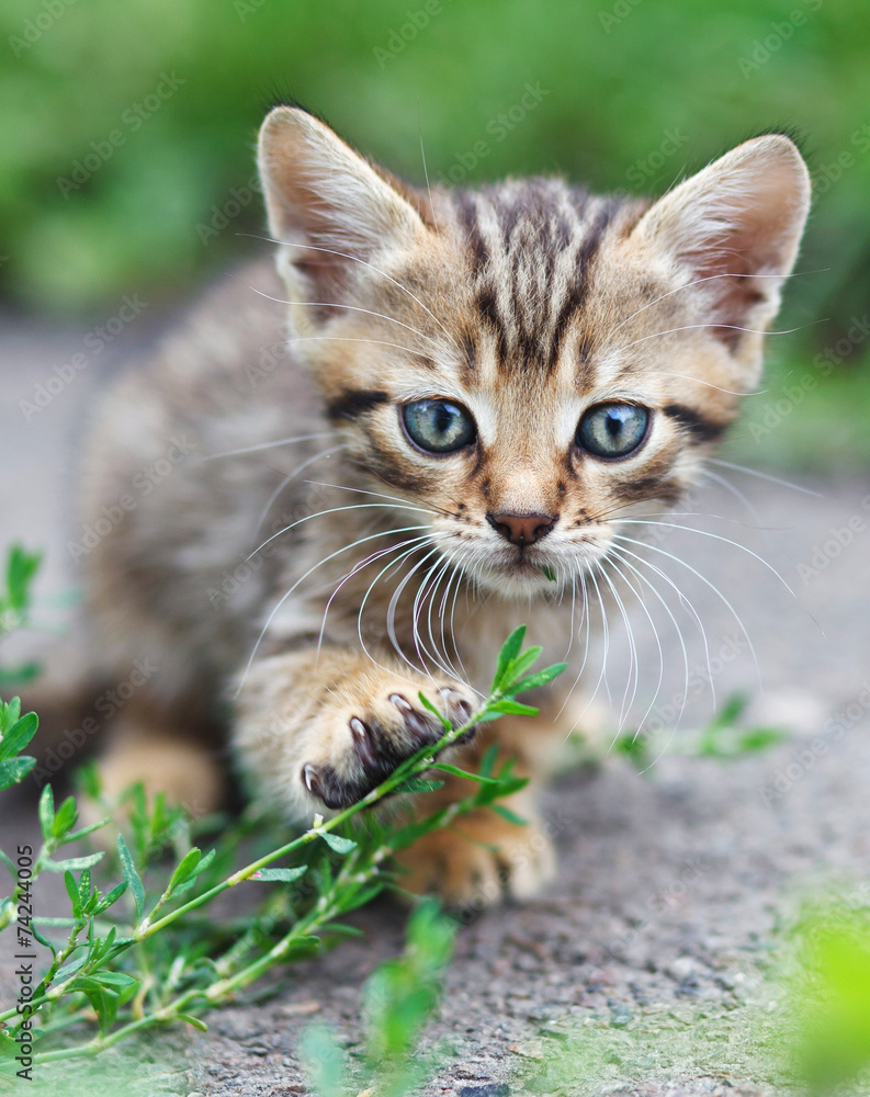 Fototapeta premium tabby kitten sitting
