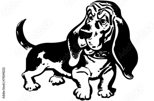 Basset Hound