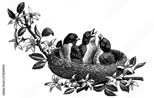 Baby Birds