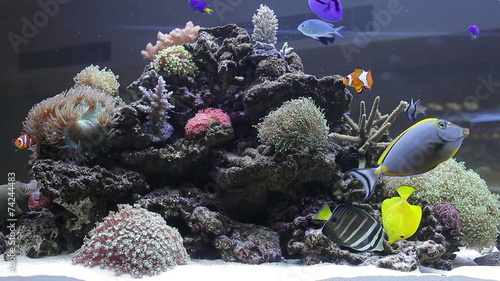 Coral colony on the reef with fishes