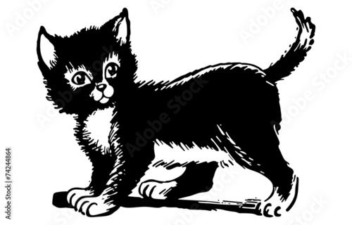 Adorable Kitten