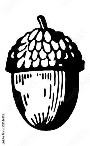 Acorn
