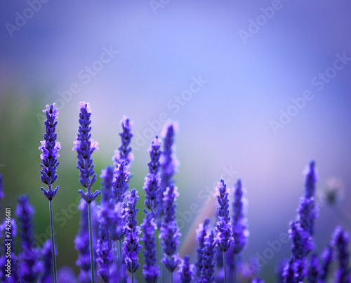 Beautiful purple lavendar stalks background