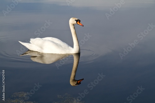 Fototapeta Naklejka Na Ścianę i Meble -  Swan swimming in lake