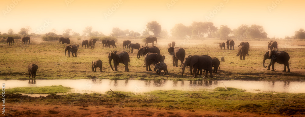 Fototapeta premium Herd of elephants in African delta