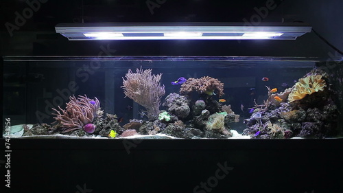 Aquarium with corals and tropical fishes