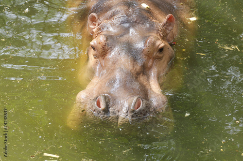 close up hippopotamus